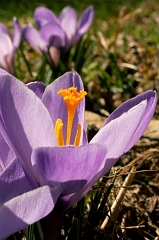 Crocus 2